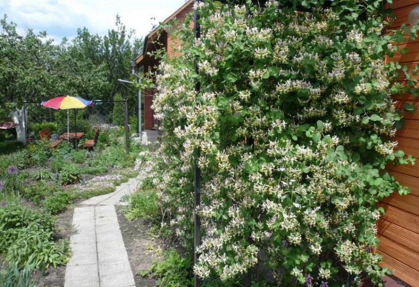 Ділянку для декоративної жимолості Ділянку для декоративної жимолості