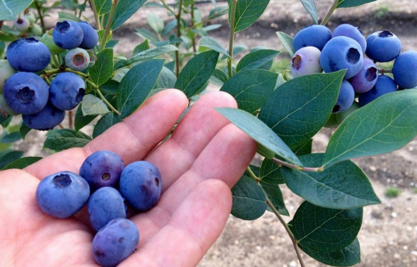 Лохина Ранкокас