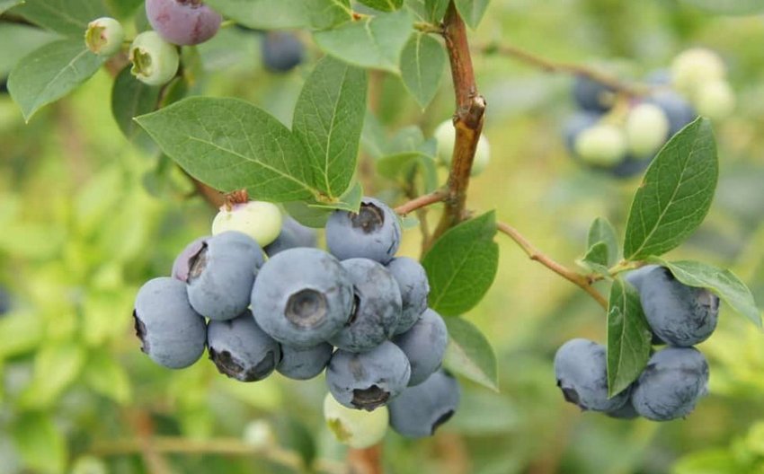 Лохина Річка