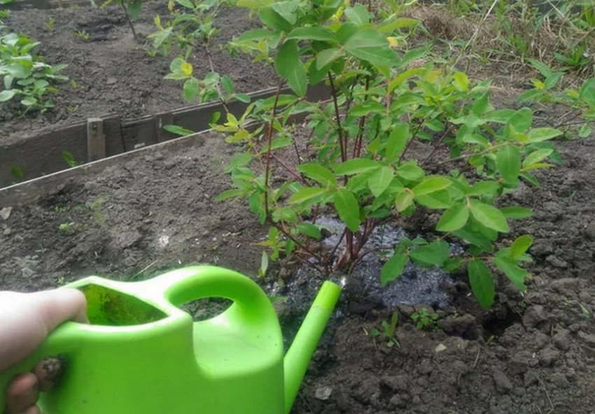 Полив декоративної жимолості Полив декоративної жимолості