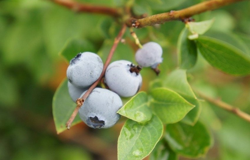 Лохина Санрайс