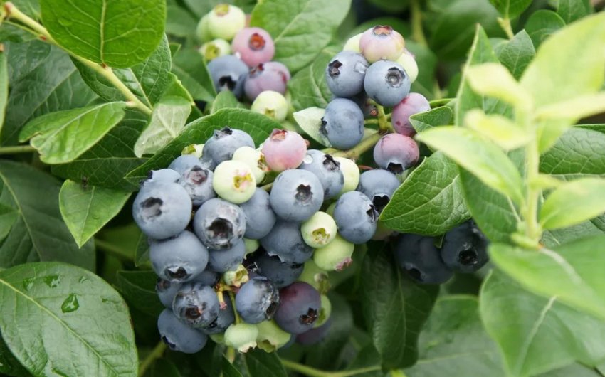 Лохина Пуру