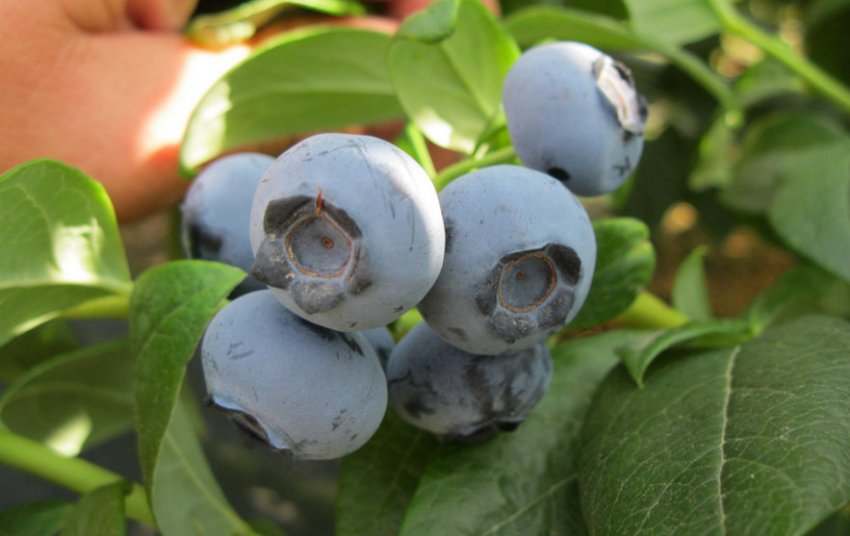 Лохина Эрлиблю