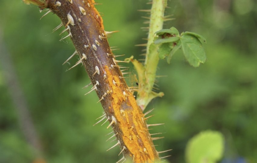 Іржа на шипшині Іржа на шипшині