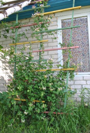 Опора для жимолості Опора для жимолості