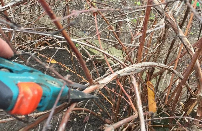 Обрізка декоративної жимолості Обрізка декоративної жимолості