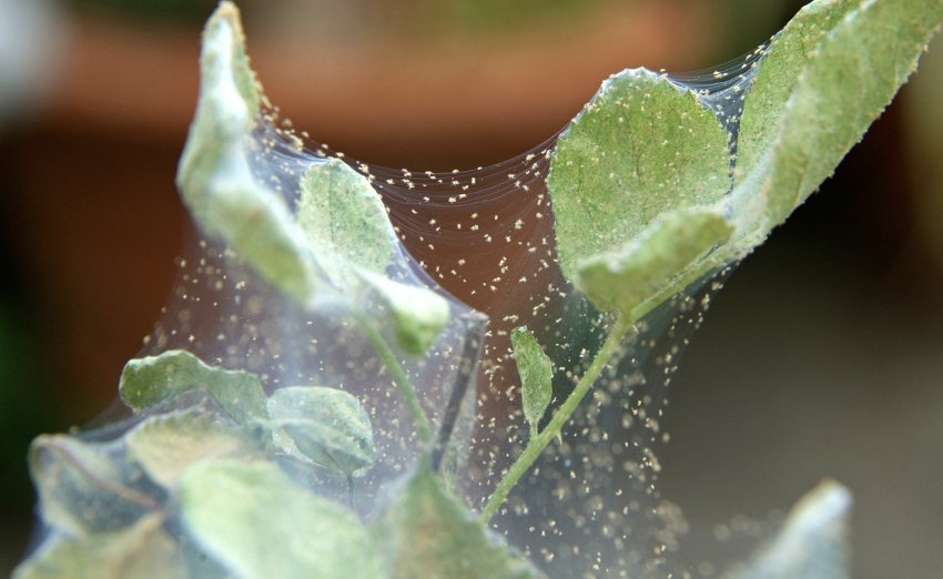 Павутинний кліщ на шипшині Павутинний кліщ на шипшині
