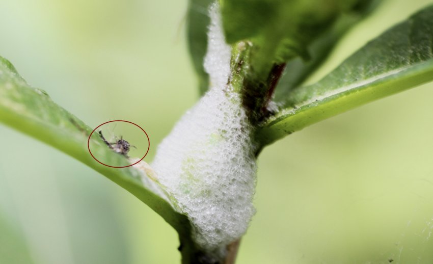 Слюнявая пенница Слюнявая пенница