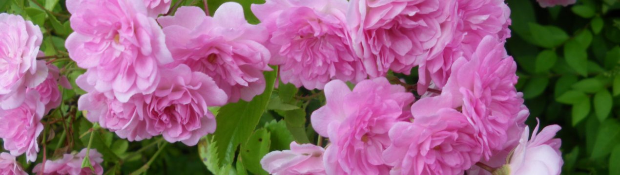 Шипшина махровий: характеристика і тонкощі вирощування