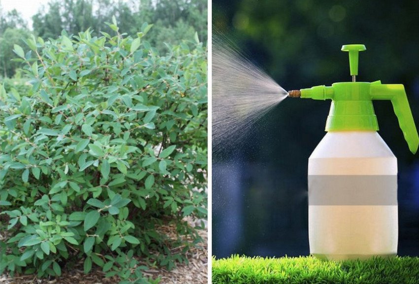 Обробка жимолості від хвороб і шкідників Обробка жимолості від хвороб і шкідників