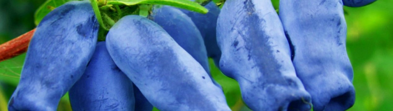 Жимолость Стійка: характеристика, переваги і недоліки