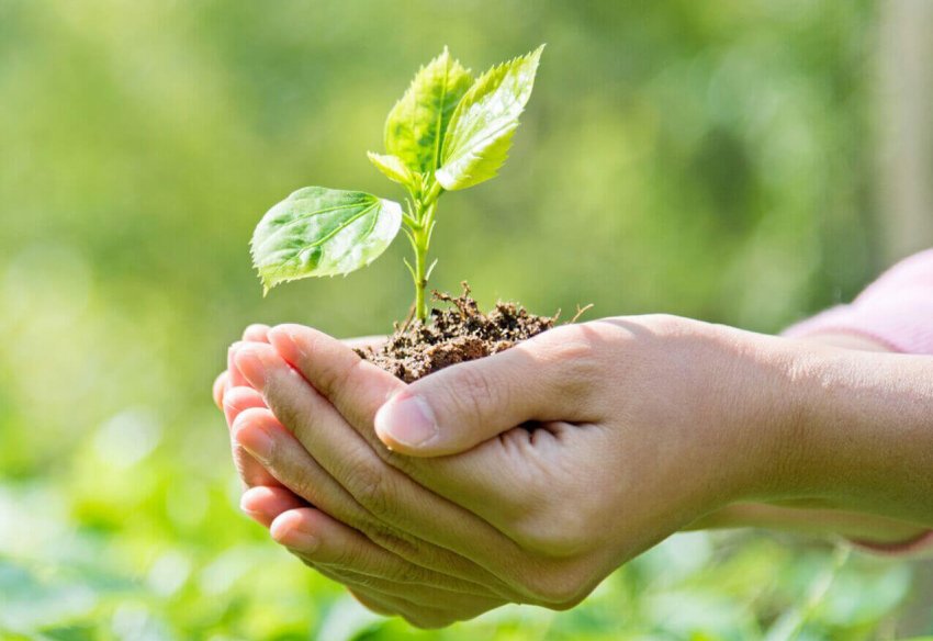 Економіка Нової Зеландії втратить більше 11 мільярдів доларів без ЗЗР Економіка Нової Зеландії втратить більше 11 мільярдів доларів без ЗЗР