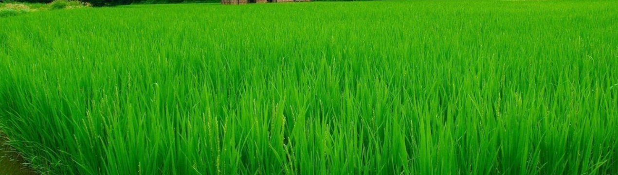 Черв'як Обама атакує Європу, почавши з Іспанії