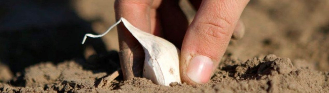 Як правильно посадити часник восени, щоб порадував урожай літом