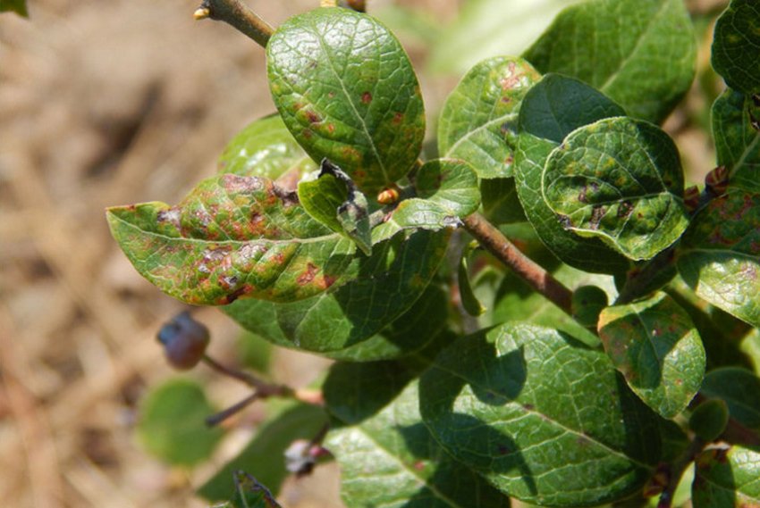 Фомопсис листя лохини Фомопсис листя лохини