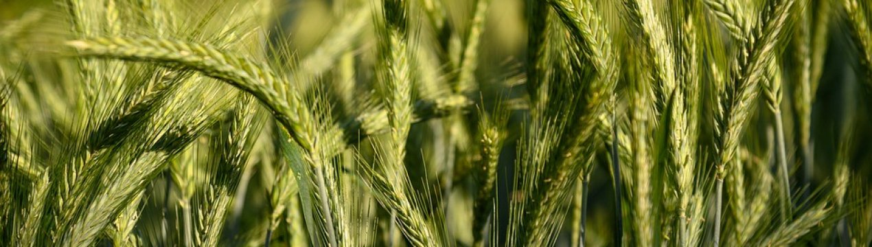 Хлібороби Чернівецької області повідомляють про високий врожай озимої пшениці