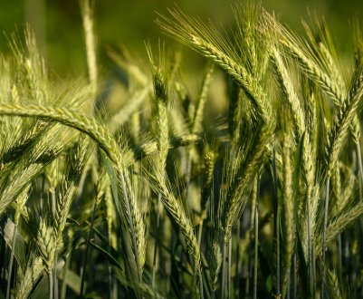 Хлібороби Чернівецької області повідомляють про високий врожай озимої пшениці