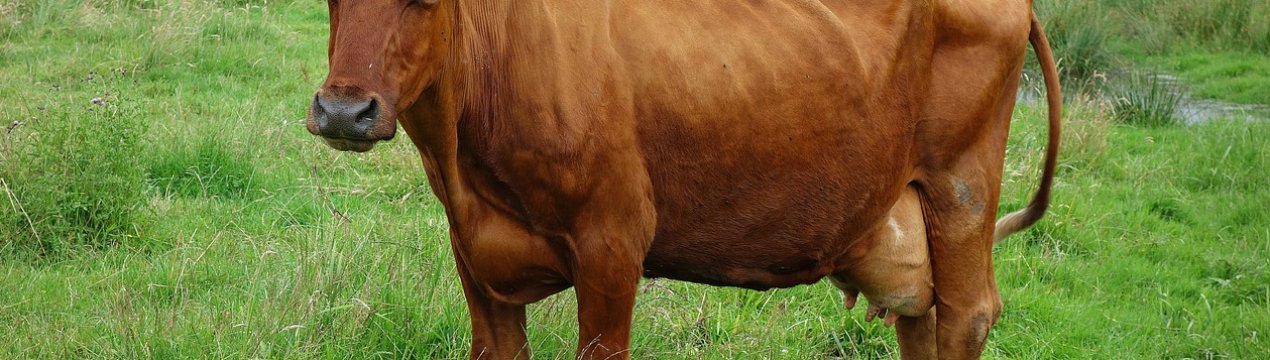 Крим переживає спалах коров'ячого сказу