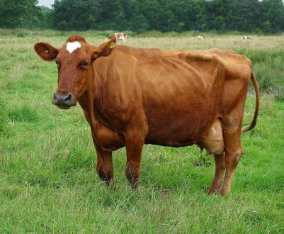 Крим переживає спалах коров'ячого сказу