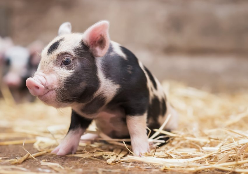Володимирська свиноферма тоне в борговій ямі