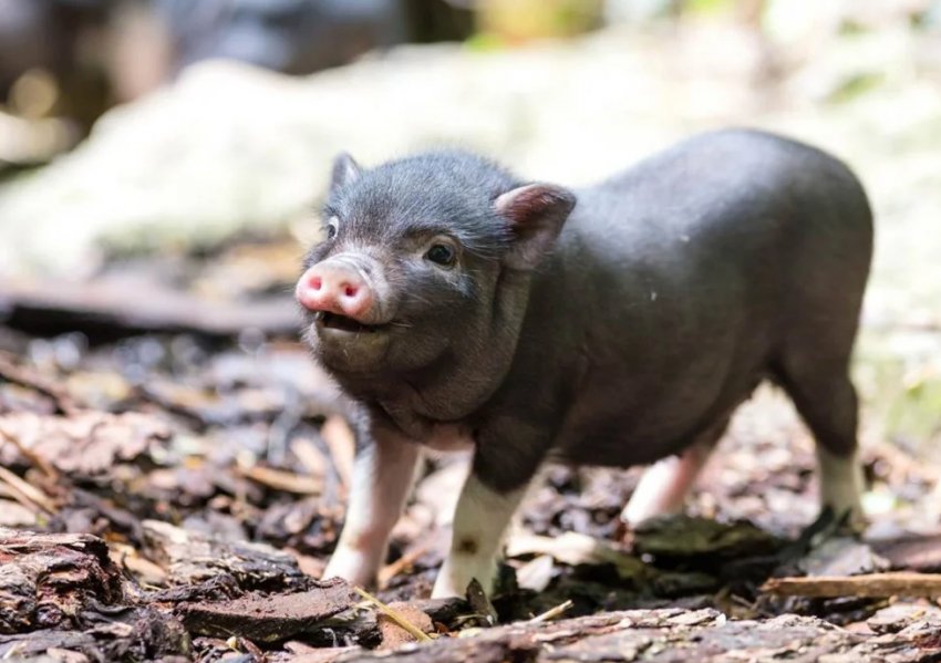 Володимирська свиноферма тоне в борговій ямі
