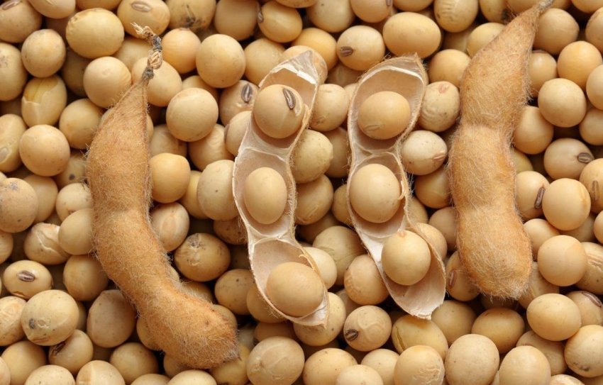 Китай дав добро всієї російської сої