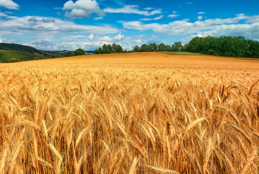 Російські аграрії отримали половину з призначених субсидій Російські аграрії отримали половину з призначених субсидій