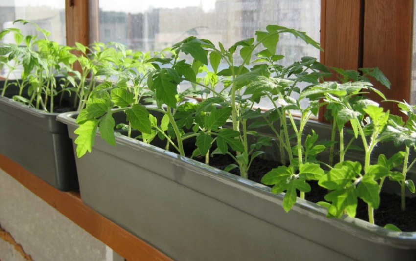 Догляд за розсадою Догляд за розсадою