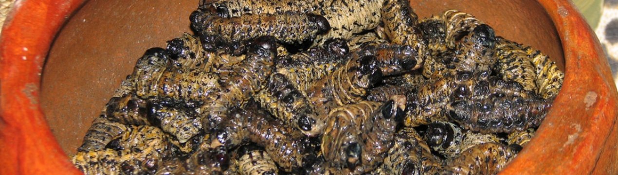 Фермери ПАР вирощують черв'яків і личинок для кейптаунського ресторану