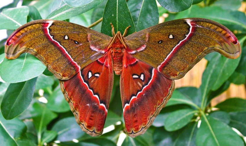 Фермери ПАР вирощують черв'яків і личинок для кейптаунського ресторану Фермери ПАР вирощують черв'яків і личинок для кейптаунського ресторану