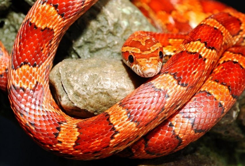 Корови і бики потрапили в чеський «список фобій»