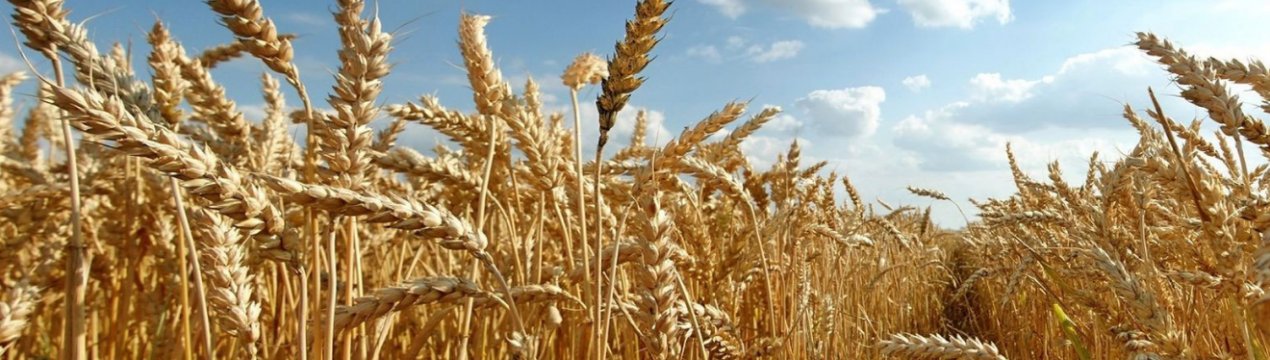 Луганські аграрії намолотили більше 1 мільйона тонн ранніх зернових