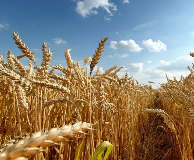 Луганські аграрії намолотили більше 1 мільйона тонн ранніх зернових