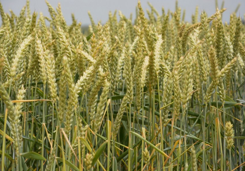 Луганські аграрії намолотили більше 1 мільйона тонн ранніх зернових Луганські аграрії намолотили більше 1 мільйона тонн ранніх зернових