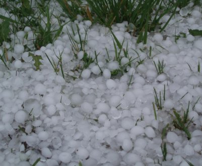 Білоруські теплиці і городи крупний град зрешетив