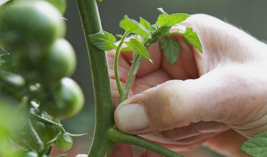 Пасинкування помідорів Пасинкування помідорів