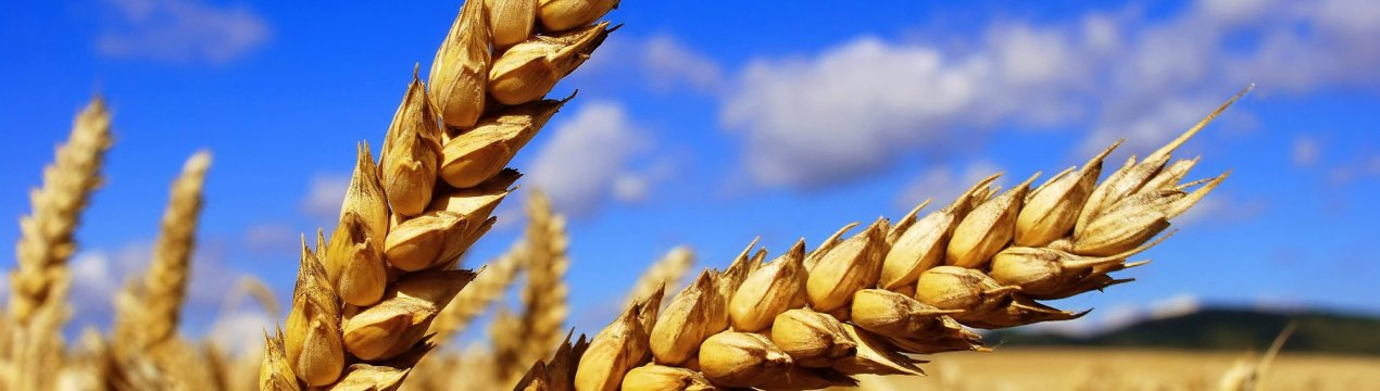 На російських полях стало трохи більше зерна і бобів