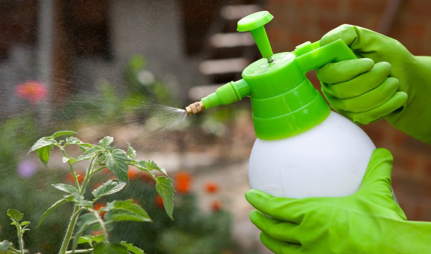 Обприскування томатів Обприскування томатів