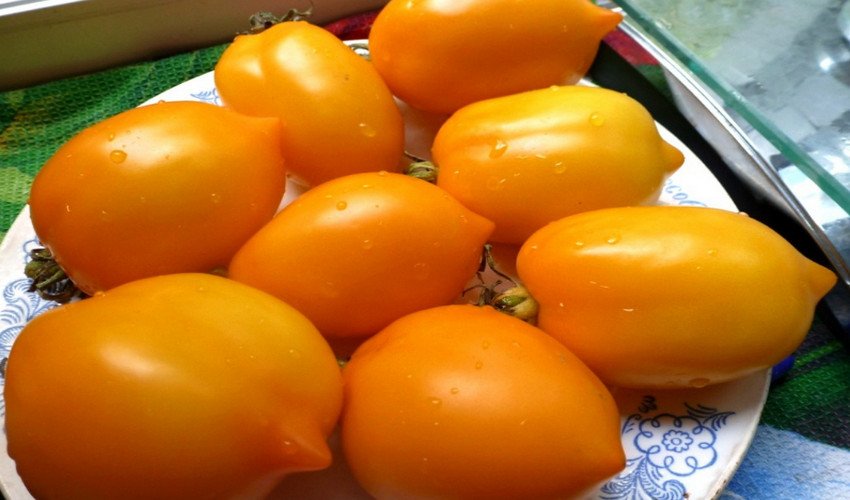 Томат Чудо світу Томат Чудо світу