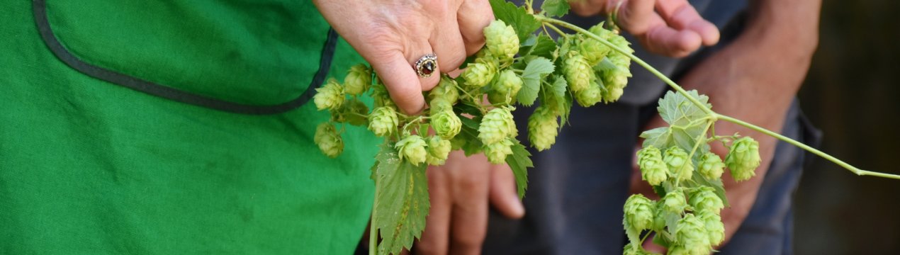 Австралійські фермери вирощують хміль для виробництва «пивного» чаю