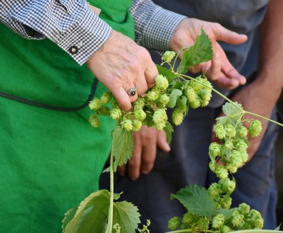 Австралійські фермери вирощують хміль для виробництва «пивного» чаю
