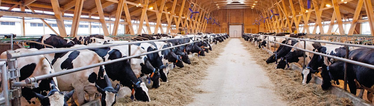 Критські ресторатори забезпечать кормом місцевих корів і свиней