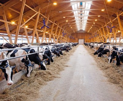 Критські ресторатори забезпечать кормом місцевих корів і свиней