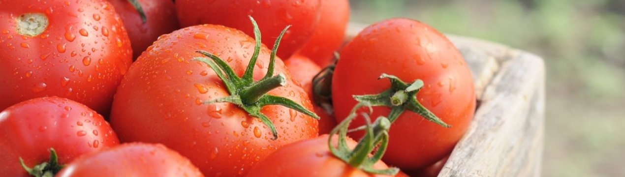 На українських ринках почали дешевшати томати