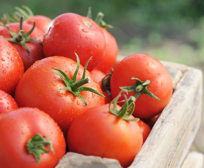 На українських ринках почали дешевшати томати