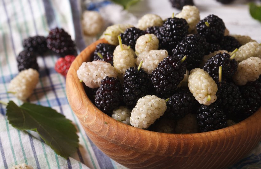 Ягоди шовковиці для заготівлі компоту