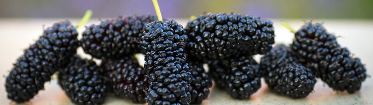 Рецепт компоту із шовковиці на зиму