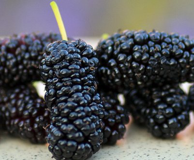 Рецепт компоту із шовковиці на зиму