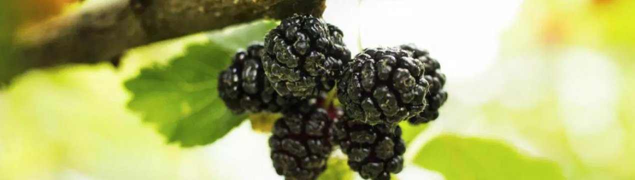 Рецепт домашнього вина із шовковиці