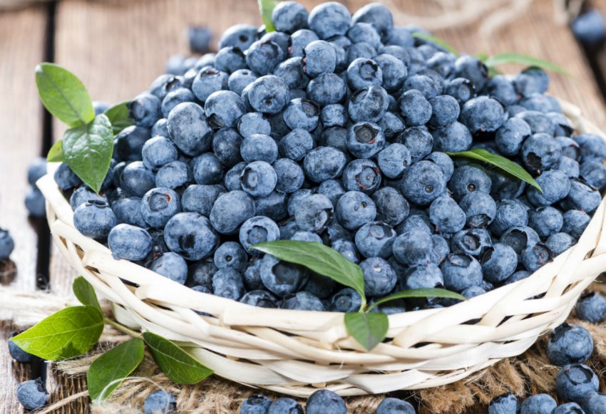 Вирощування лохини в Україні через кілька років може закінчитися колапсом Вирощування лохини в Україні через кілька років може закінчитися колапсом